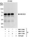 HEXIM P-TEFb Complex Subunit 1 antibody, NBP1-71866, Novus Biologicals, Immunoprecipitation image 