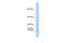 TAL BHLH Transcription Factor 2 antibody, 25-442, ProSci, Western Blot image 