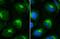 Beta-2-Microglobulin antibody, NBP2-15566, Novus Biologicals, Immunocytochemistry image 