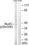Nuclear Distribution C, Dynein Complex Regulator antibody, LS-C199345, Lifespan Biosciences, Western Blot image 