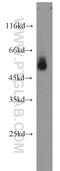 SRBC antibody, 11892-1-AP, Proteintech Group, Western Blot image 