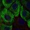 Keratin 13 antibody, NBP2-68890, Novus Biologicals, Immunocytochemistry image 