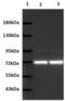 Heat Shock Protein Family A (Hsp70) Member 6 antibody, NBP1-85949, Novus Biologicals, Western Blot image 