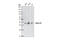 Cyclin D1 antibody, 2978P, Cell Signaling Technology, Western Blot image 