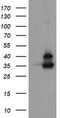 OTU Deubiquitinase, Ubiquitin Aldehyde Binding 1 antibody, TA505198, Origene, Western Blot image 