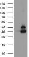 Ubiquitin thioesterase OTUB1 antibody, TA505198, Origene, Western Blot image 