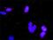 Eukaryotic Translation Initiation Factor 4E Binding Protein 1 antibody, H00001978-M01, Novus Biologicals, Proximity Ligation Assay image 