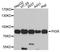 Polymeric Immunoglobulin Receptor antibody, abx127007, Abbexa, Western Blot image 