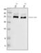 Complement C3b/C4b Receptor 1 (Knops Blood Group) antibody, A01022-1, Boster Biological Technology, Western Blot image 