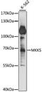 McKusick-Kaufman Syndrome antibody, LS-C750306, Lifespan Biosciences, Western Blot image 
