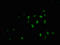 Transcriptional activator Myb antibody, CSB-RA015261A11phHU, Cusabio, Immunofluorescence image 