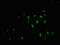 MYB Proto-Oncogene, Transcription Factor antibody, CSB-RA015261A11phHU, Cusabio, Immunofluorescence image 