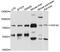 HGF Activator antibody, PA5-76133, Invitrogen Antibodies, Western Blot image 