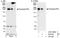 Periplakin antibody, A301-005A, Bethyl Labs, Immunoprecipitation image 