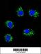 Muscle Associated Receptor Tyrosine Kinase antibody, 63-115, ProSci, Immunofluorescence image 