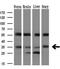 Pim-2 Proto-Oncogene, Serine/Threonine Kinase antibody, GTX83887, GeneTex, Western Blot image 