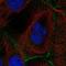 WW Domain Containing Transcription Regulator 1 antibody, NBP1-88511, Novus Biologicals, Immunofluorescence image 