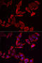 Src Kinase Associated Phosphoprotein 2 antibody, 16-213, ProSci, Immunofluorescence image 