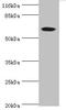 Solute Carrier Family 13 Member 4 antibody, orb351601, Biorbyt, Western Blot image 