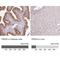 Peroxiredoxin 5 antibody, NBP2-38371, Novus Biologicals, Immunohistochemistry paraffin image 