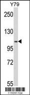 Methylenetetrahydrofolate Dehydrogenase, Cyclohydrolase And Formyltetrahydrofolate Synthetase 1 antibody, 61-504, ProSci, Western Blot image 