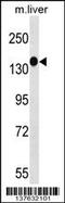 Pseudopodium Enriched Atypical Kinase 1 antibody, 59-738, ProSci, Western Blot image 