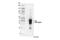 Fas Ligand antibody, 68405S, Cell Signaling Technology, Western Blot image 