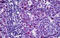 TPX2 Microtubule Nucleation Factor antibody, MBS244670, MyBioSource, Immunohistochemistry frozen image 