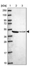 Ataxin 10 antibody, PA5-61999, Invitrogen Antibodies, Western Blot image 