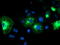 Tripartite Motif Containing 9 antibody, LS-C797803, Lifespan Biosciences, Immunofluorescence image 