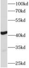 Actin Alpha Cardiac Muscle 1 antibody, FNab00320, FineTest, Western Blot image 