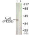 Aurora Kinase B antibody, LS-C198660, Lifespan Biosciences, Western Blot image 