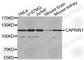 Cell Cycle Associated Protein 1 antibody, A2351, ABclonal Technology, Western Blot image 