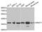 MNAT1 Component Of CDK Activating Kinase antibody, MBS127691, MyBioSource, Western Blot image 