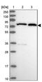 Zinc Finger Protein 776 antibody, PA5-61273, Invitrogen Antibodies, Western Blot image 