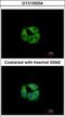 Propionyl-CoA Carboxylase Subunit Beta antibody, GTX105204, GeneTex, Immunofluorescence image 