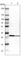 Electron Transfer Flavoprotein Subunit Beta antibody, HPA018910, Atlas Antibodies, Western Blot image 