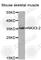 NK3 Homeobox 2 antibody, A8093, ABclonal Technology, Western Blot image 