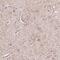 G Protein-Coupled Receptor 37 antibody, HPA068009, Atlas Antibodies, Immunohistochemistry frozen image 
