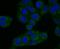 Three prime repair exonuclease 1 antibody, A00940-1, Boster Biological Technology, Immunocytochemistry image 