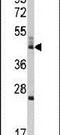 BCL2 Like 13 antibody, PA5-15043, Invitrogen Antibodies, Western Blot image 