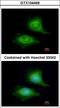 Leucine Zipper Transcription Factor Like 1 antibody, LS-C185622, Lifespan Biosciences, Immunocytochemistry image 