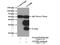 Protein lin-28 homolog B antibody, 24017-1-AP, Proteintech Group, Immunoprecipitation image 
