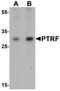 Serum deprivation-response protein antibody, A31733, Boster Biological Technology, Western Blot image 