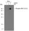 Ribosomal Protein S6 Kinase A5 antibody, AF1036, R&D Systems, Western Blot image 