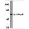 Interleukin 1 Receptor Accessory Protein antibody, TA306000, Origene, Western Blot image 