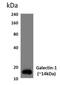 Galectin 1 antibody, NBP1-21721, Novus Biologicals, Western Blot image 