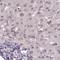 Capicua Transcriptional Repressor antibody, NBP2-33420, Novus Biologicals, Immunohistochemistry frozen image 