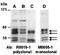 Piasx antibody, orb66670, Biorbyt, Western Blot image 