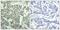 c-Kit antibody, GTX50690, GeneTex, Immunohistochemistry paraffin image 